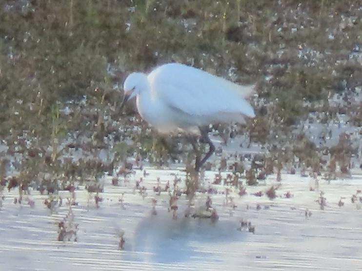 Snowy Egret - ML623802597