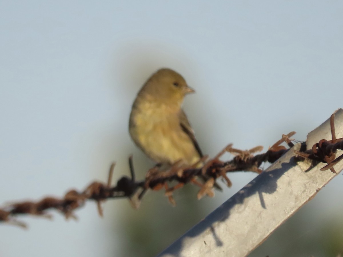 American Goldfinch - ML623802606