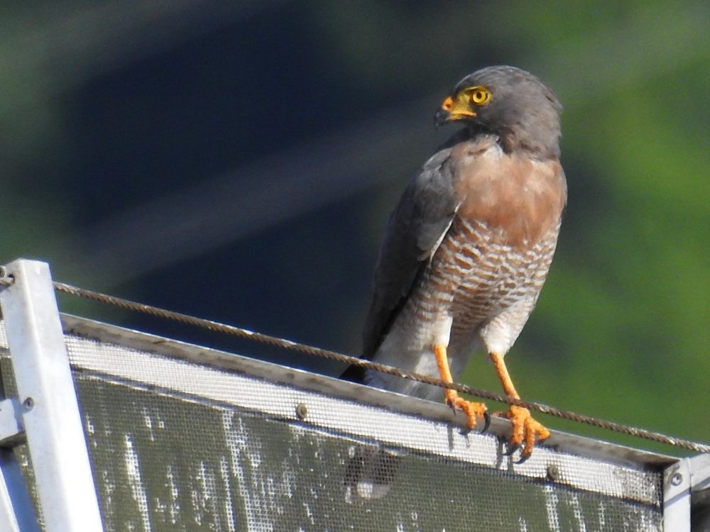 Roadside Hawk - ML623802615