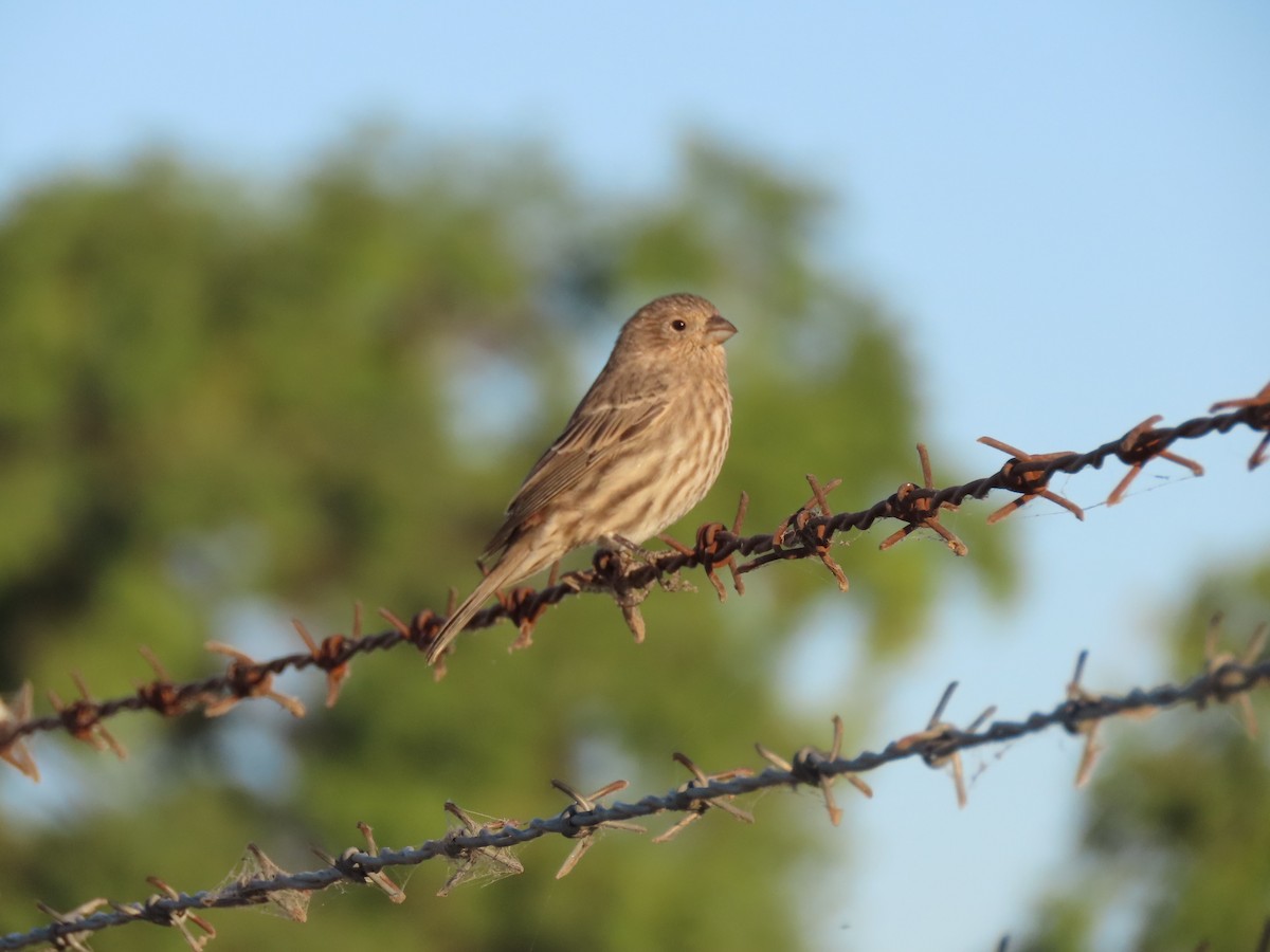 House Finch - ML623802617