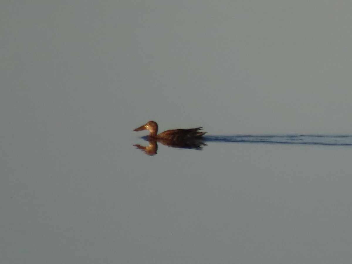 Northern Shoveler - ML623802633