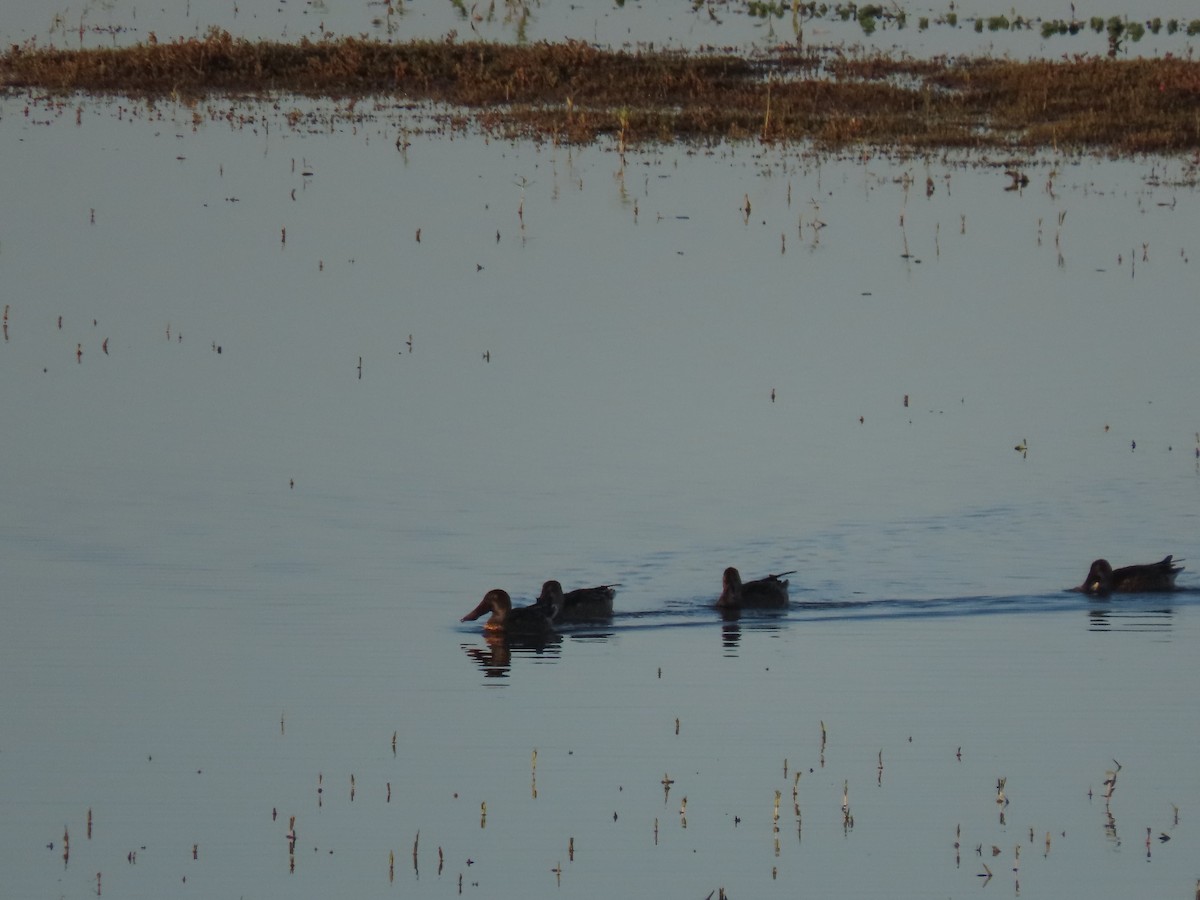 Northern Shoveler - ML623802634