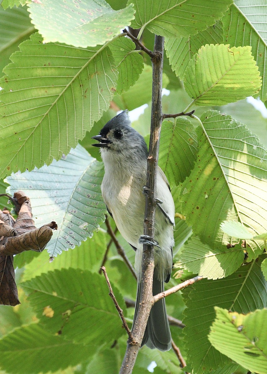 Mésange bicolore - ML623802643