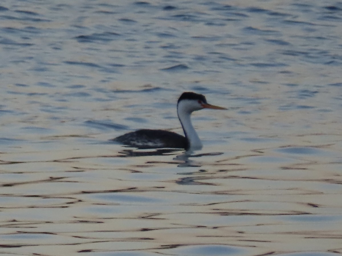 Western Grebe - Nathan Wilson