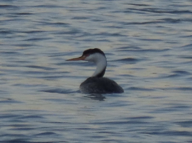 Western Grebe - ML623802647