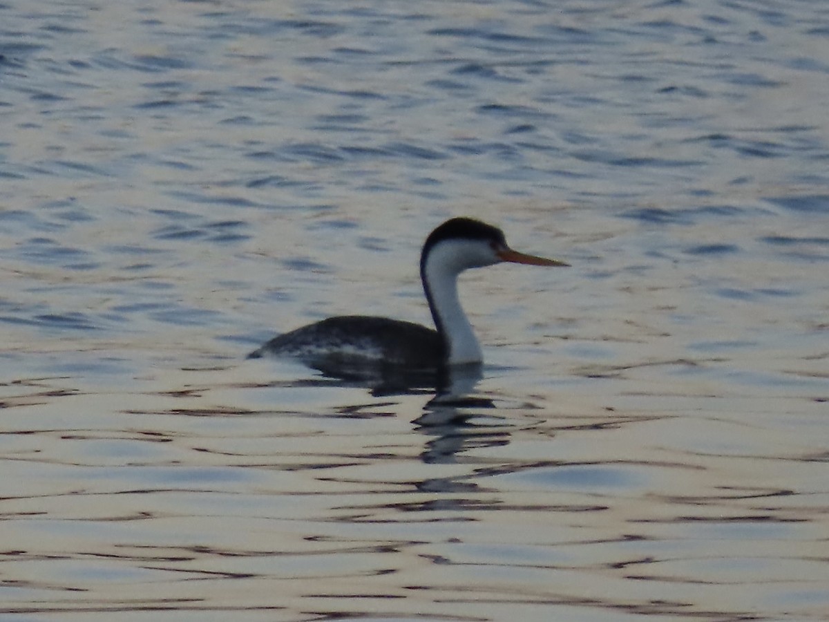 Western Grebe - ML623802648