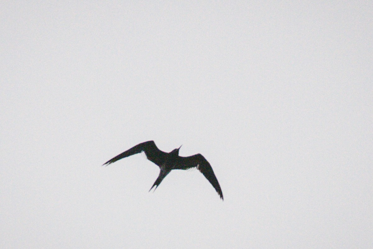 Sooty Tern - ML623802663