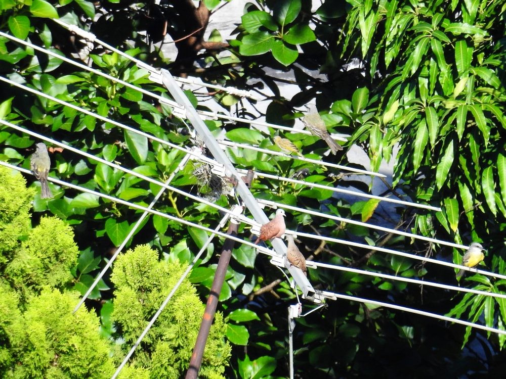 Ruddy Ground Dove - ML623802671