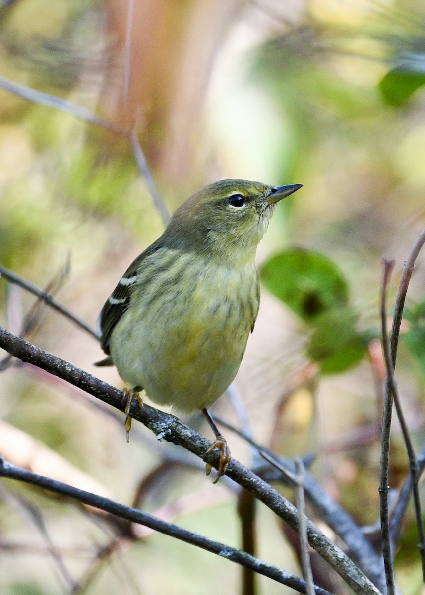 Paruline rayée - ML623802672