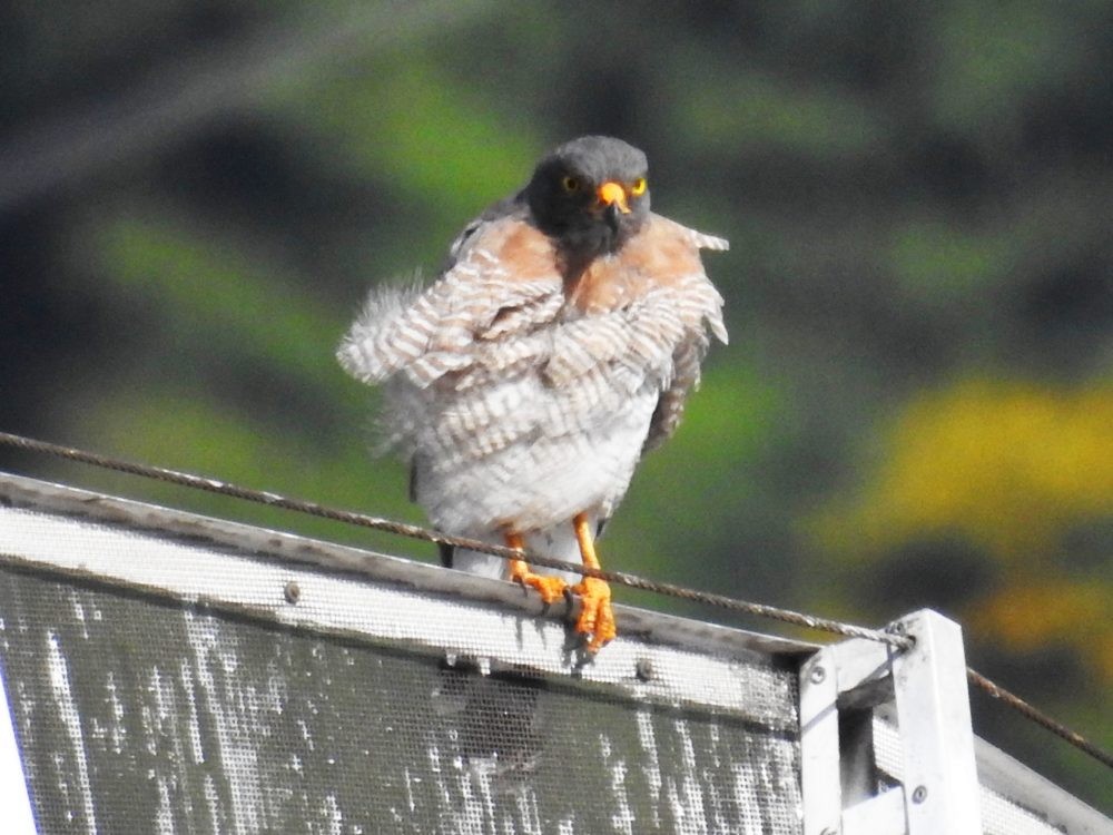 Roadside Hawk - ML623802680