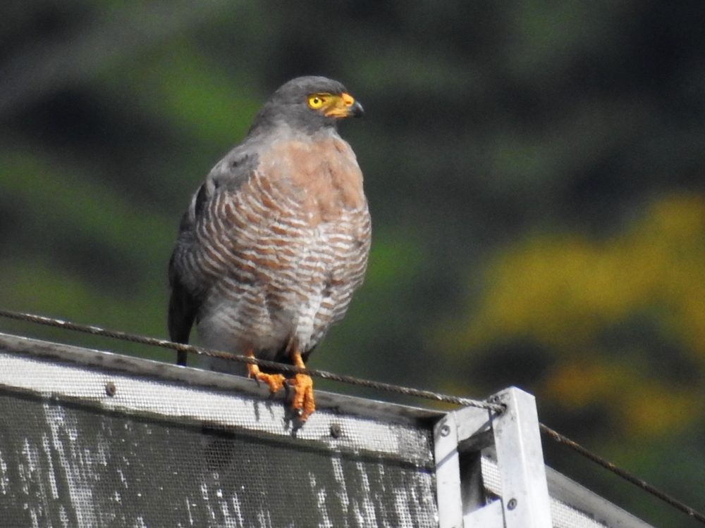 Roadside Hawk - ML623802681