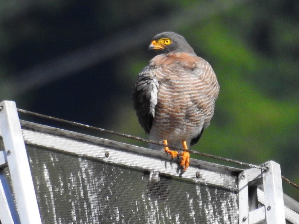 Roadside Hawk - ML623802682