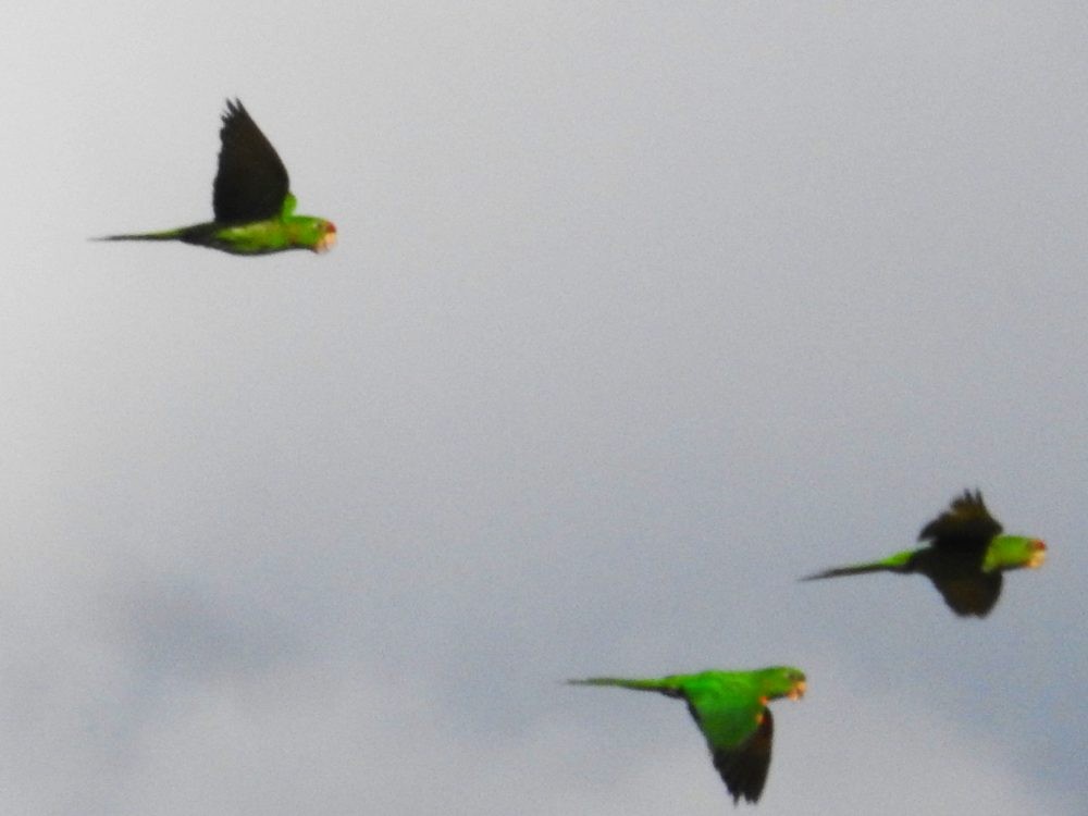 Scarlet-fronted Parakeet - Fernando Nunes