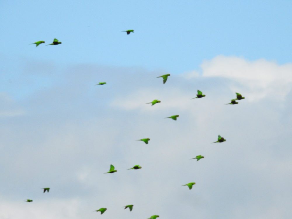 Scarlet-fronted Parakeet - ML623802695