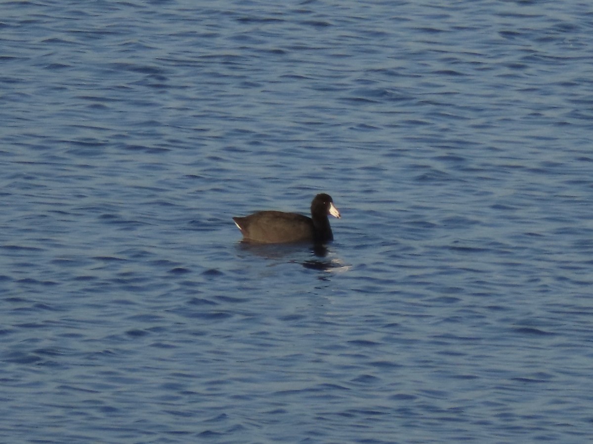 American Coot - ML623802701