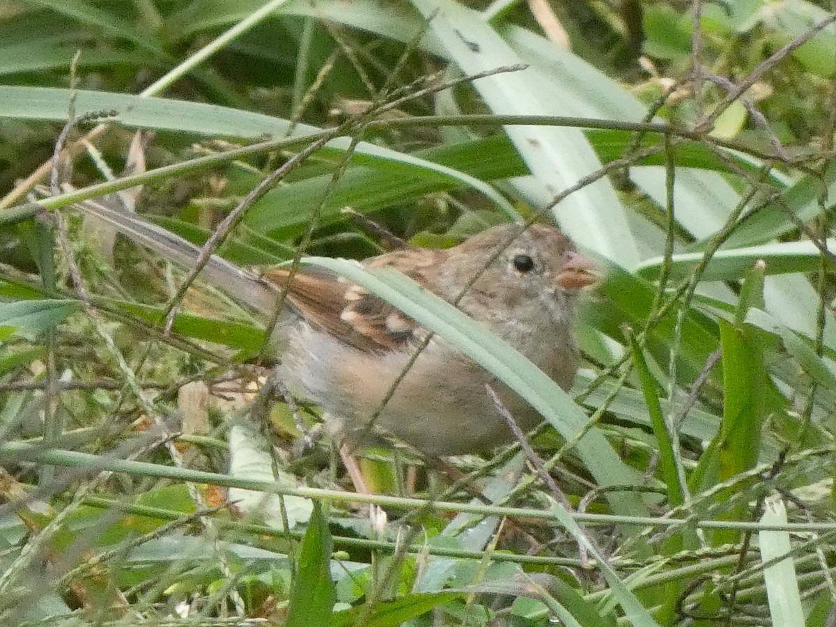 Field Sparrow - ML623802717