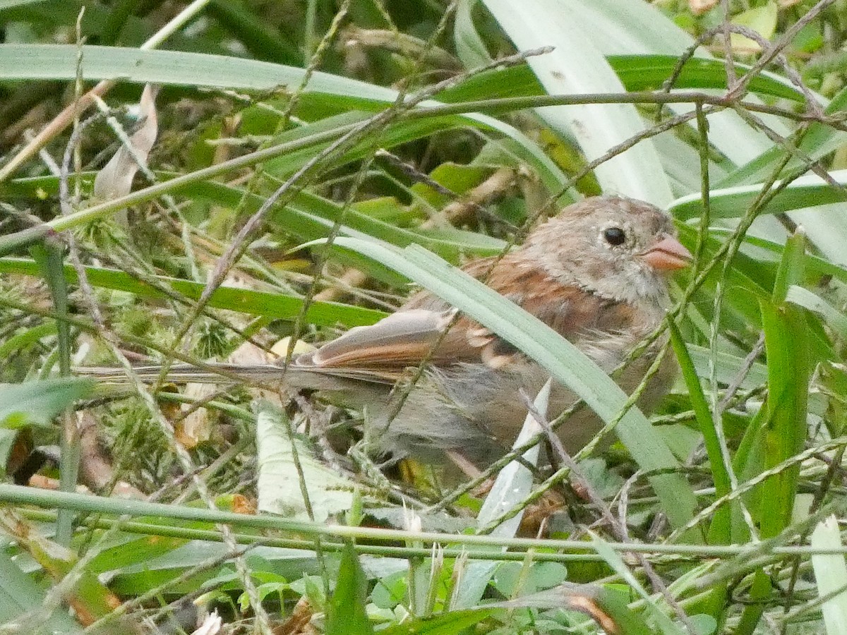 Field Sparrow - ML623802719