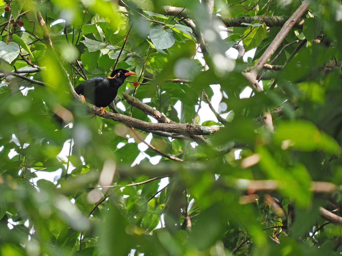 Common Hill Myna (Enggano) - ML623802766