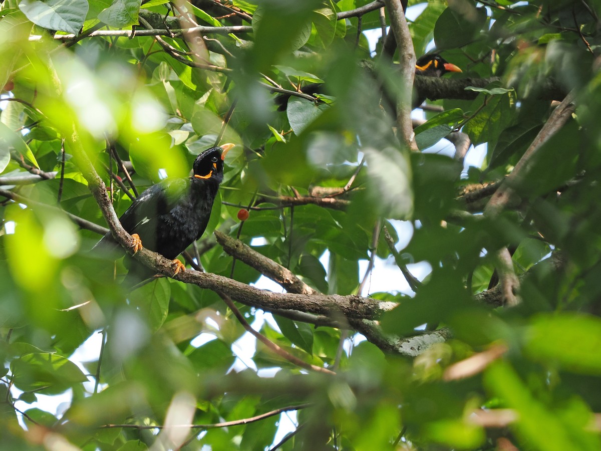 Common Hill Myna (Enggano) - ML623802767