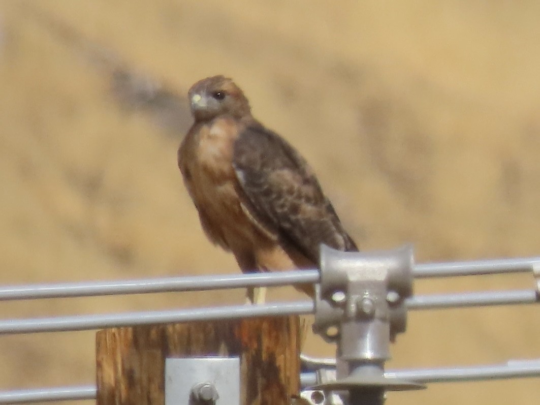 Red-tailed Hawk - ML623802783