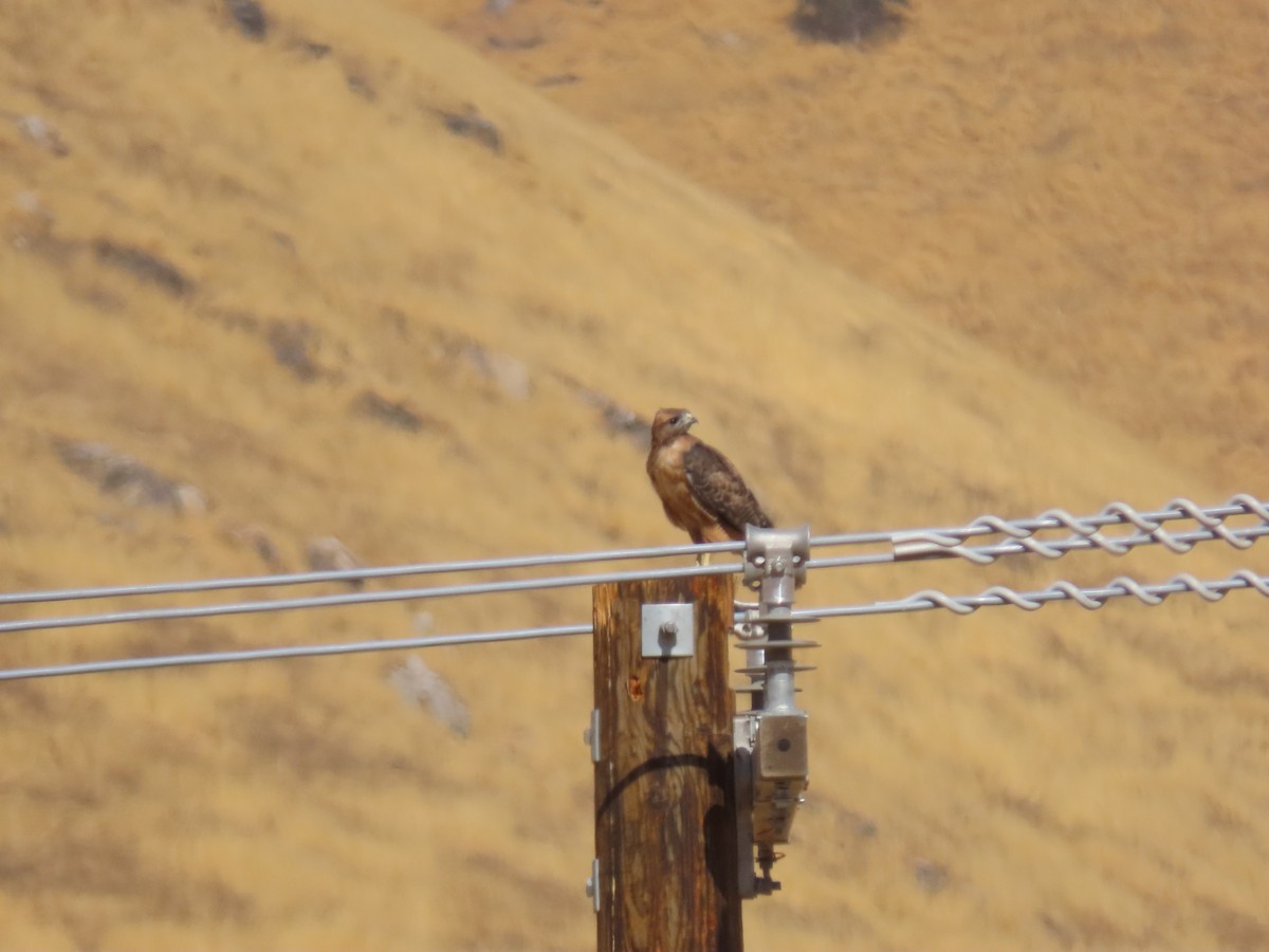 Red-tailed Hawk - ML623802784