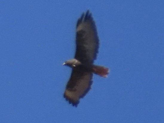 Red-tailed Hawk - Nathan Wilson