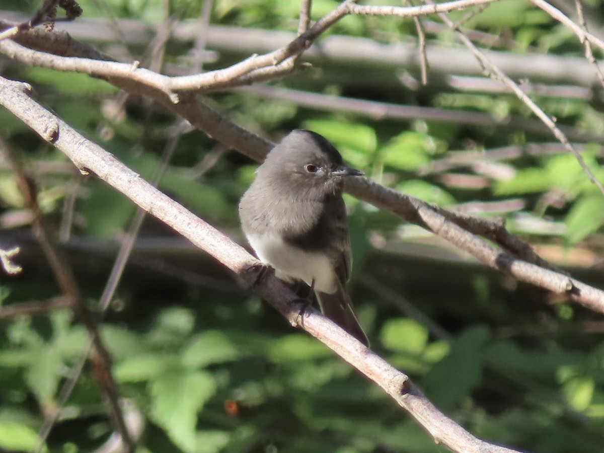 Black Phoebe - ML623802828