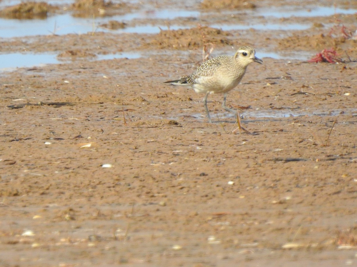 American Golden-Plover - ML623802832