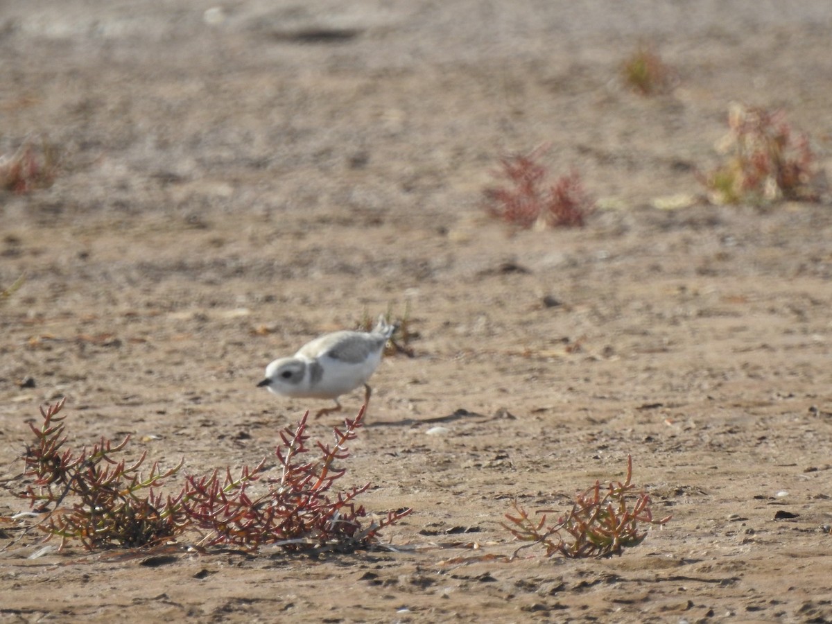 Piping Plover - ML623802838