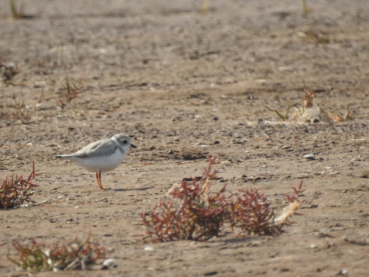 Piping Plover - ML623802839