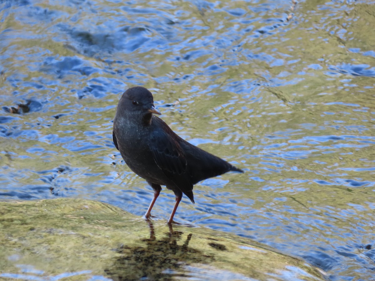 American Dipper - ML623802840