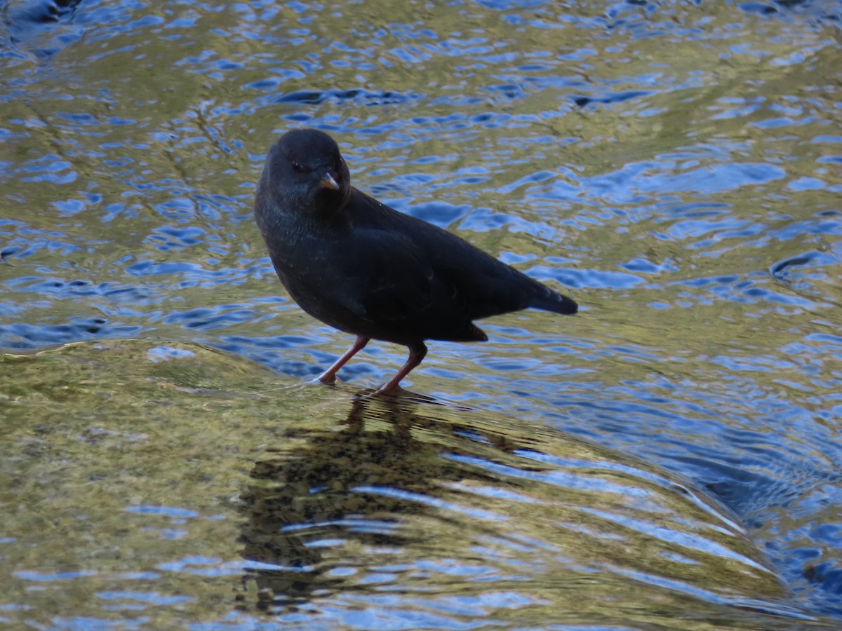 American Dipper - ML623802841