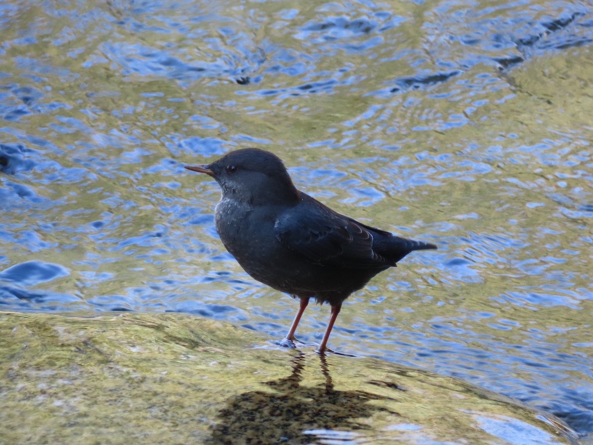 American Dipper - ML623802842