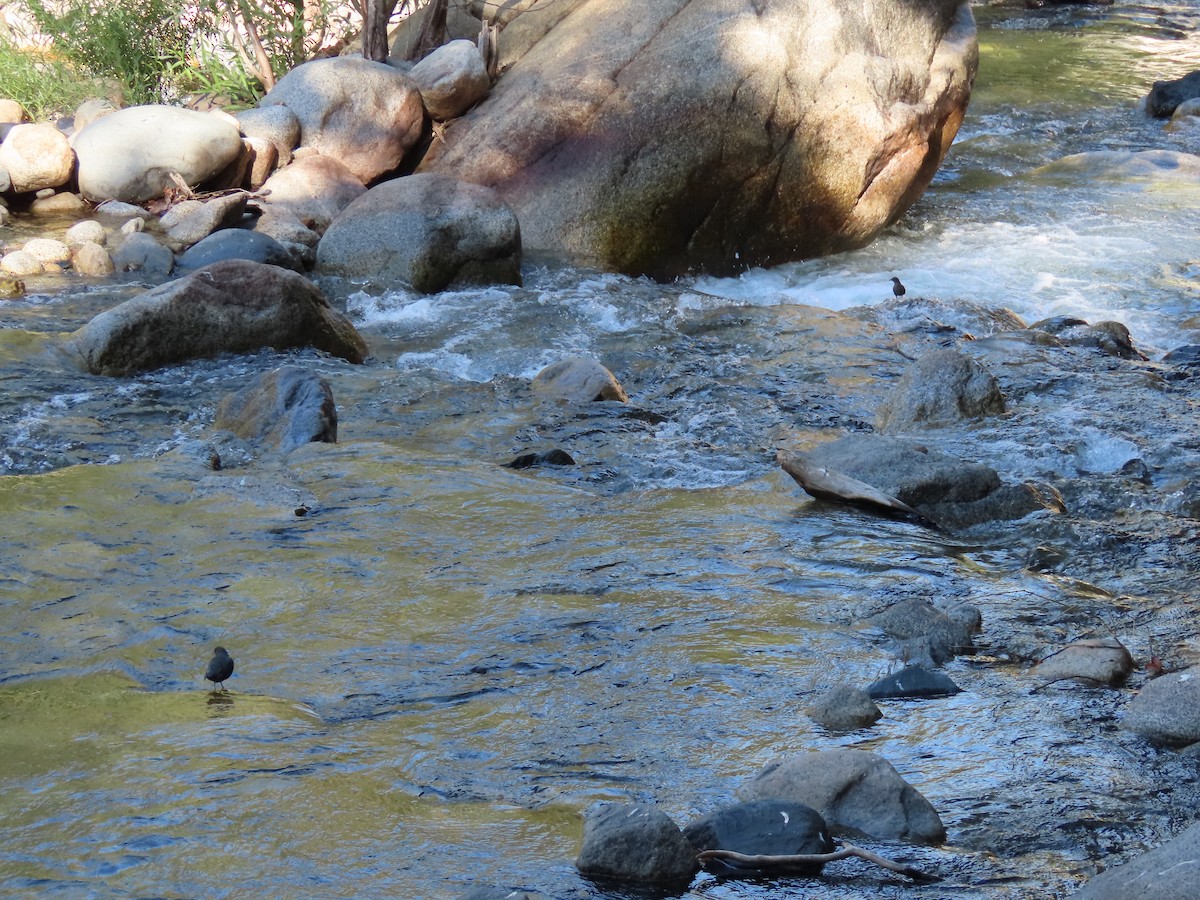 American Dipper - ML623802843