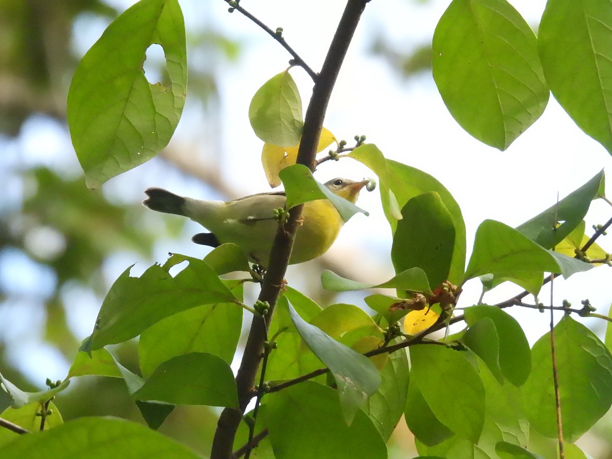 Northern Parula - ML623802849