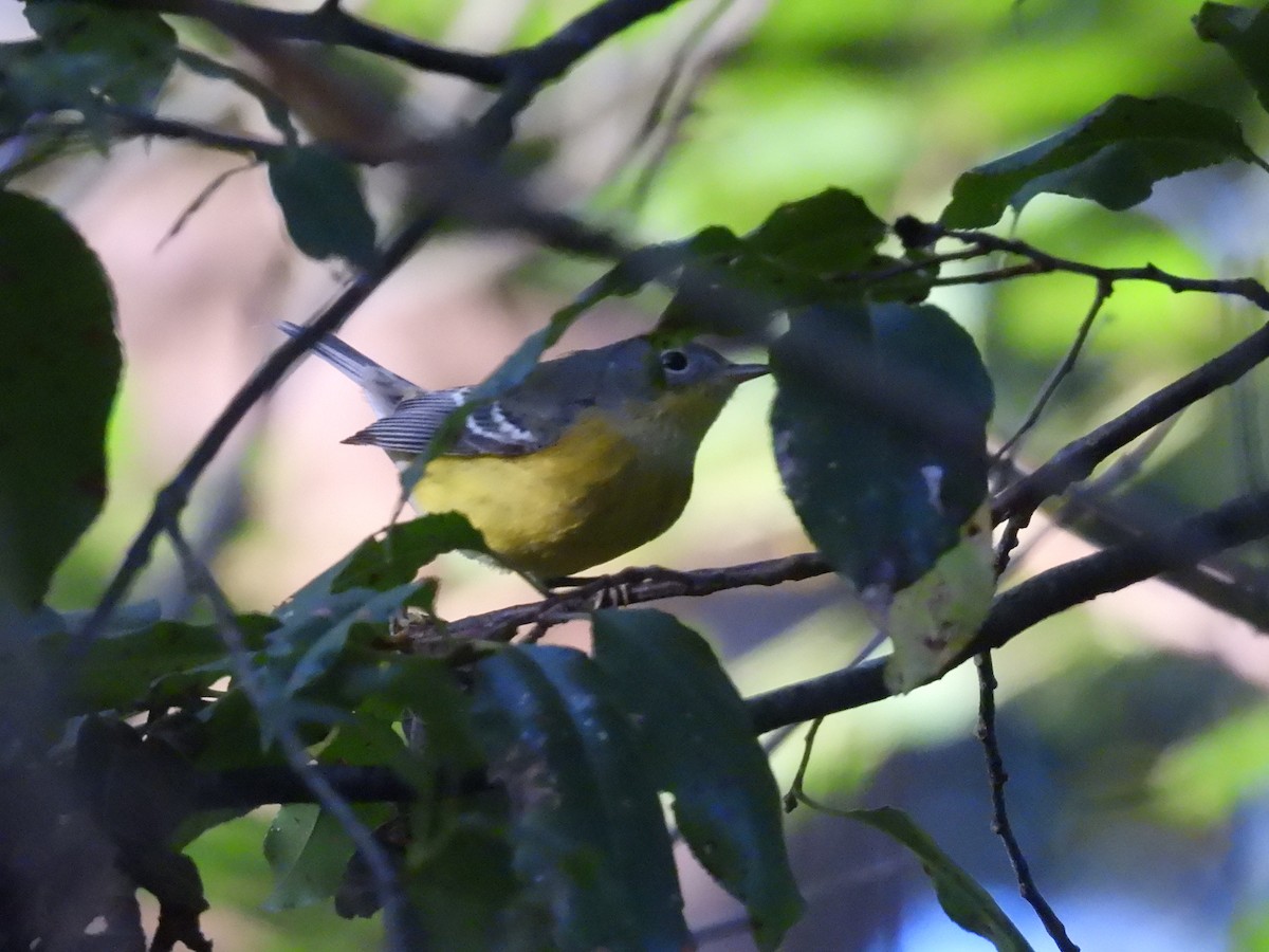 Magnolia Warbler - ML623802861