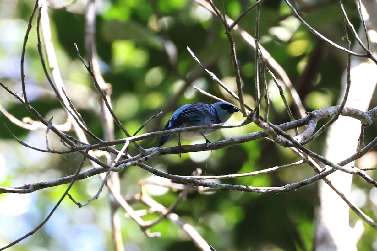 Masked Tanager - ML623802869