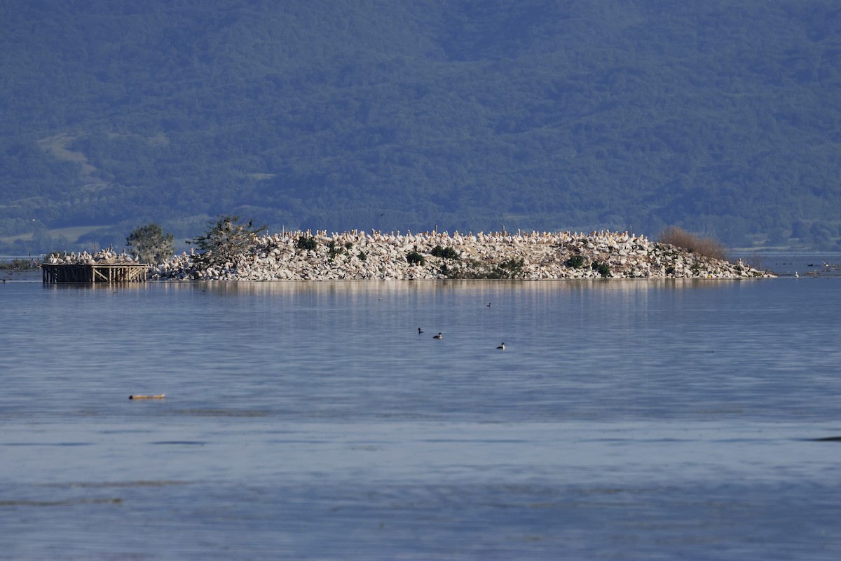 Great White Pelican - ML623802870