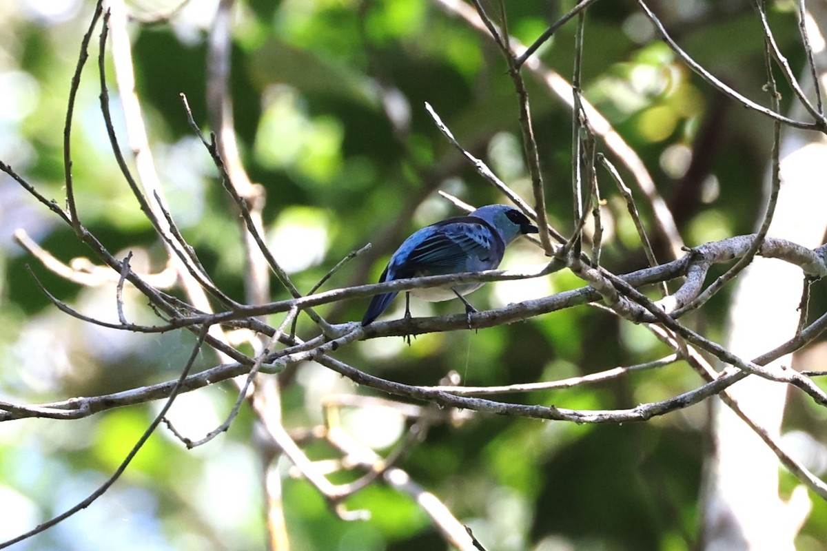 Masked Tanager - ML623802872