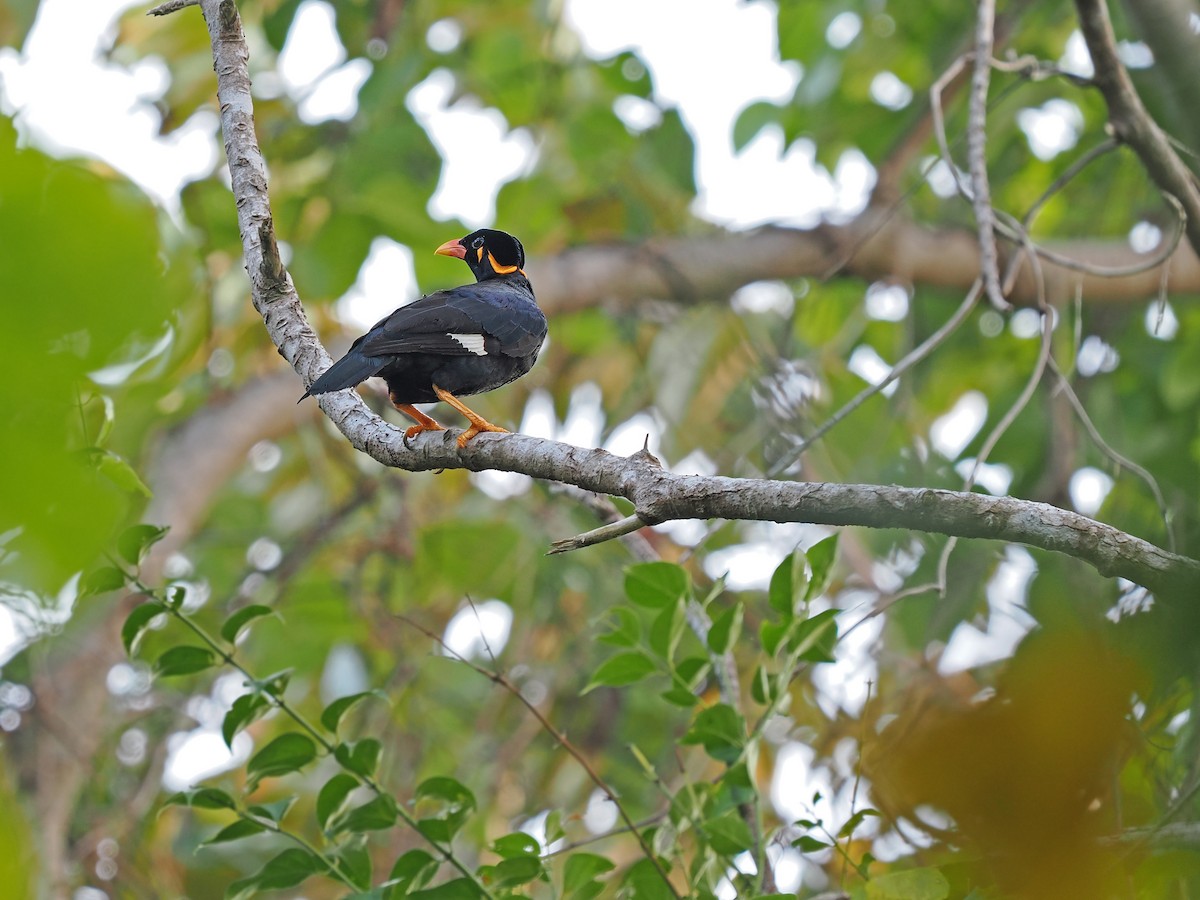 Common Hill Myna (Enggano) - ML623802873