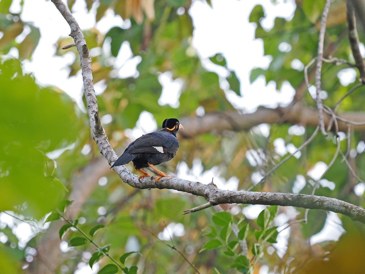 Common Hill Myna (Enggano) - ML623802874