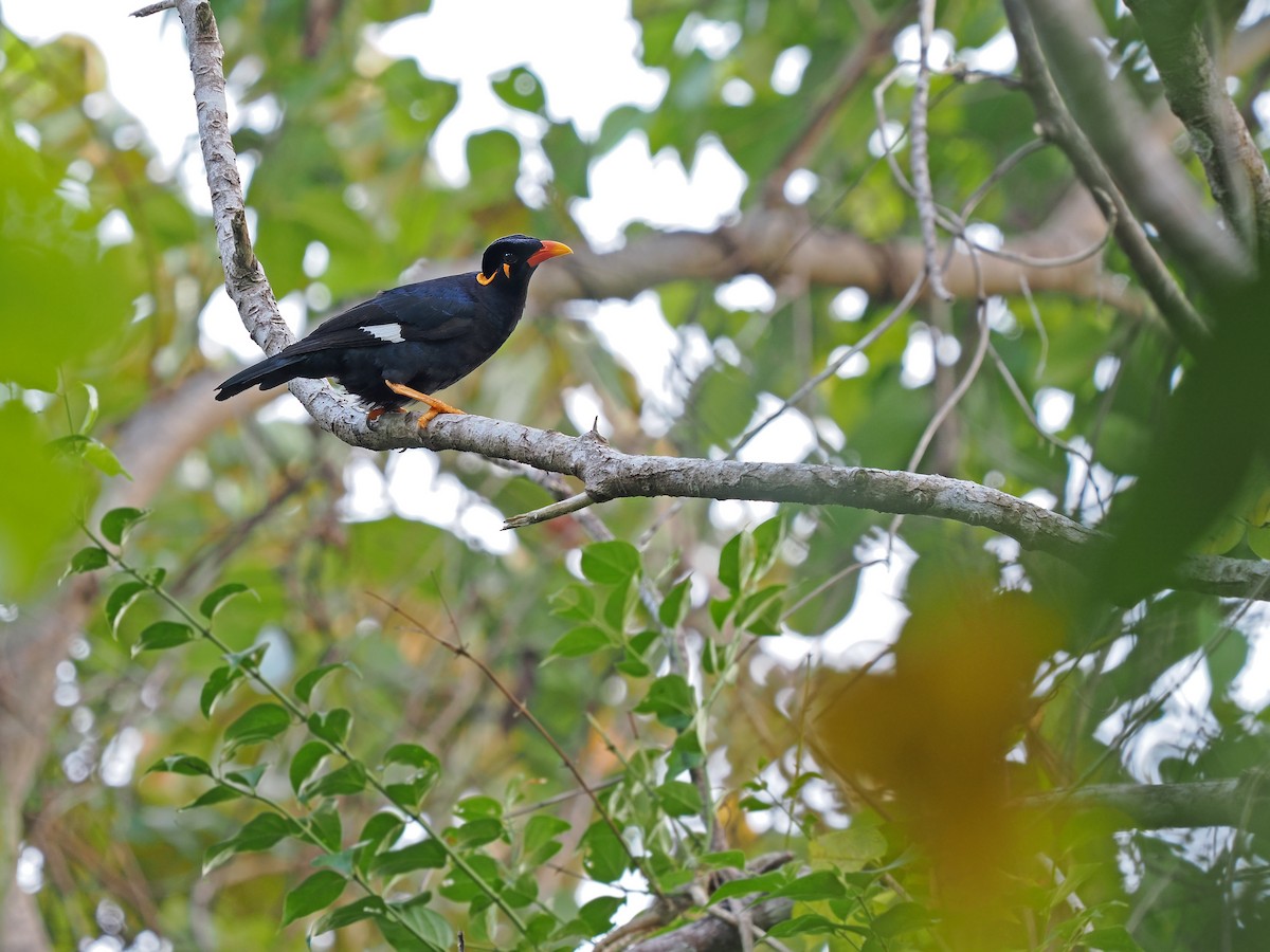Common Hill Myna (Enggano) - ML623802875