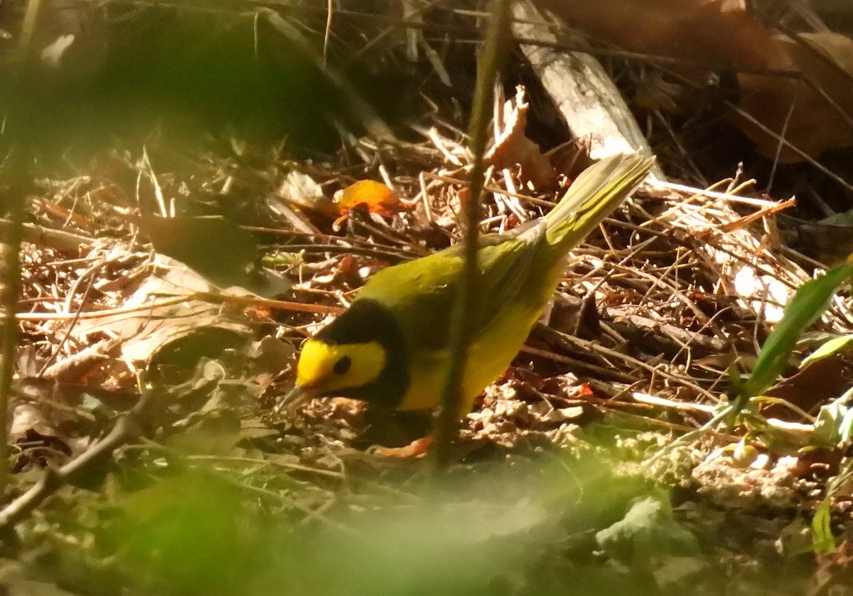 Hooded Warbler - ML623802881