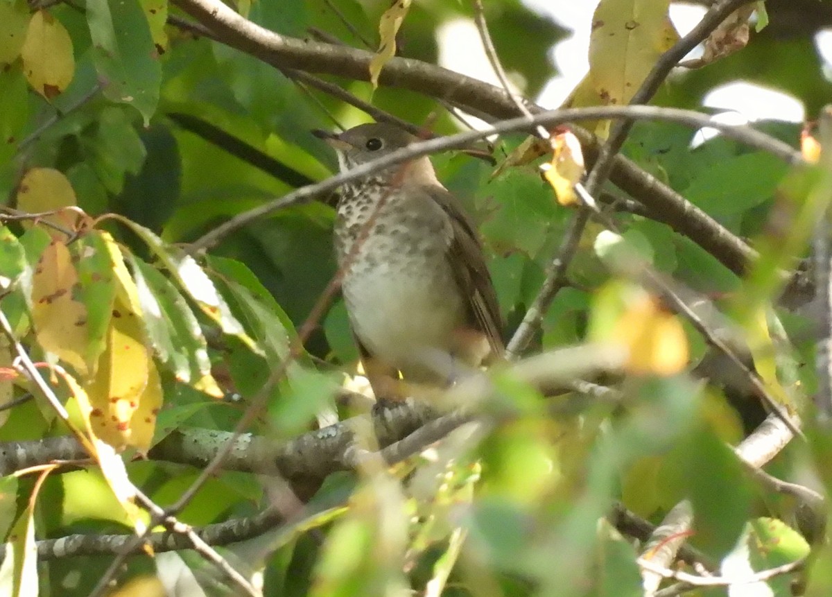 Gray-cheeked Thrush - ML623802899