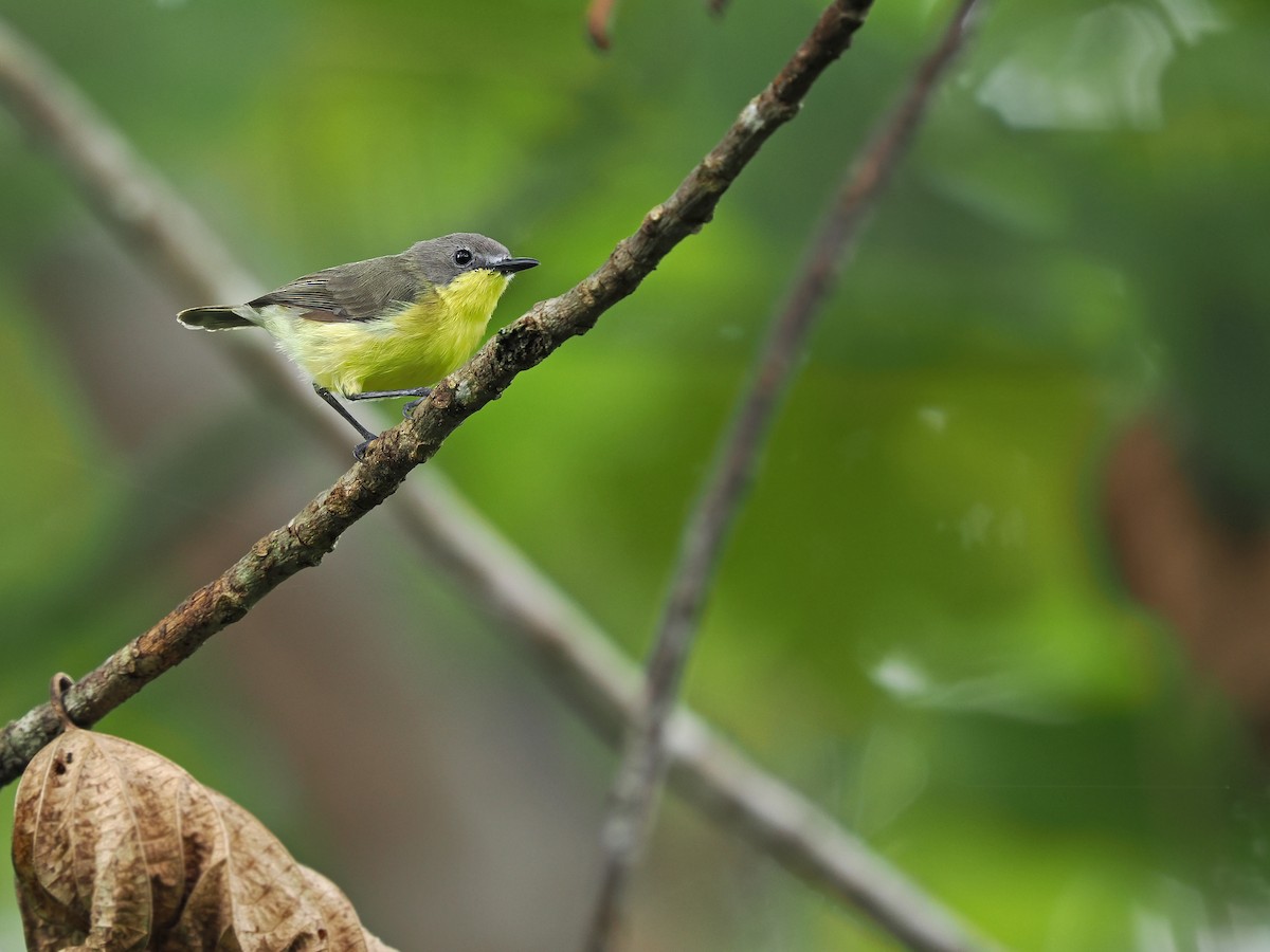 Golden-bellied Gerygone - ML623802905