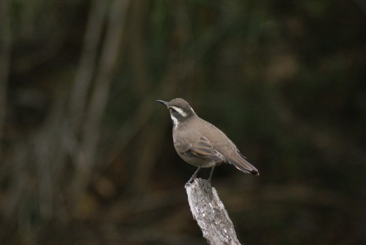 Dark-bellied Cinclodes - Miguel Ángel García