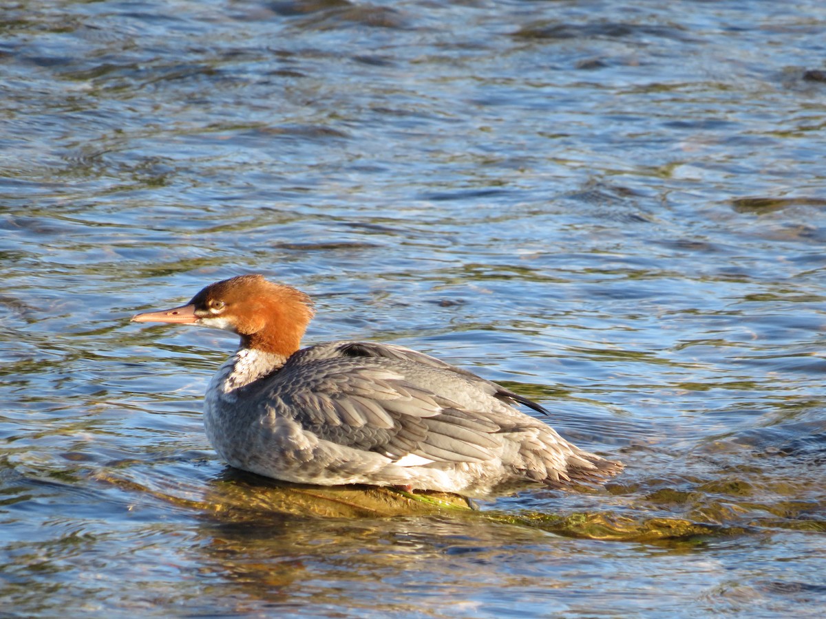 Common Merganser - ML623802910