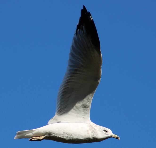 Ring-billed Gull - ML623802913