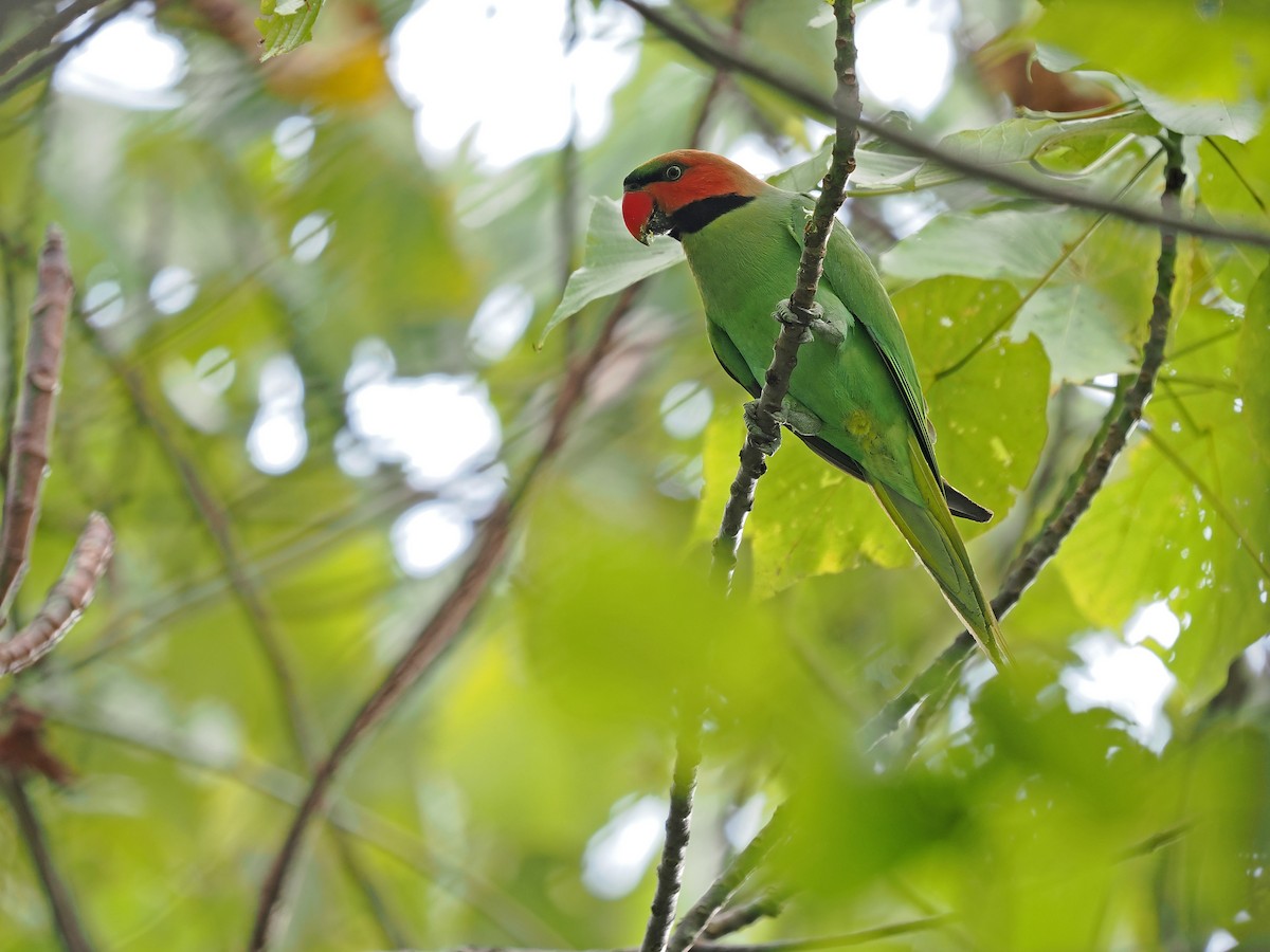 Long-tailed Parakeet (Enggano) - ML623802917