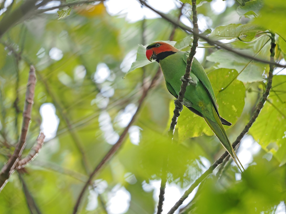 Long-tailed Parakeet (Enggano) - ML623802920